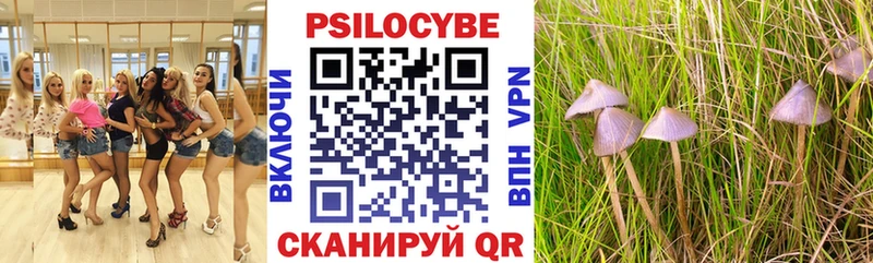 закладка  Питкяранта  Галлюциногенные грибы Psilocybe 